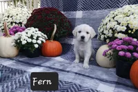 Fern , a female Golden Retriever for sale in Oakland, MD – 2 of 10