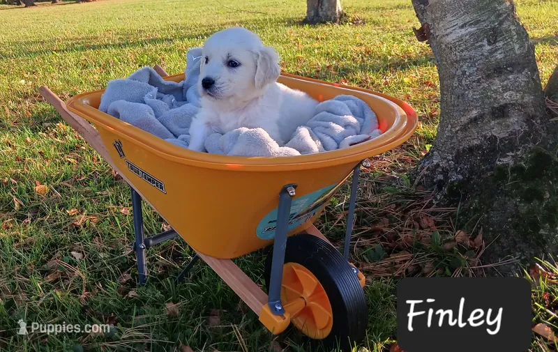 Finley  – Golden Retriever puppy for sale in Oakland, MD