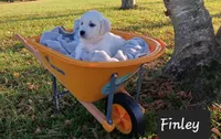 Finley , a male Golden Retriever for sale in Oakland, MD – 1 of 10