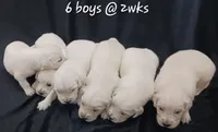 Boy#5, a male Golden Retriever for sale in Oakland, MD – 2 of 10