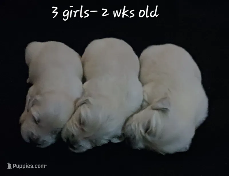 Girl #3 – Golden Retriever puppy for sale in Oakland, MD