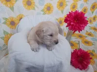 Emily , a female Golden Retriever for sale in Oakland, MD – Photo 3 of 10