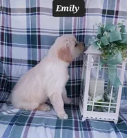 Emily , a female Golden Retriever for sale in Oakland, MD – Photo 4 of 10