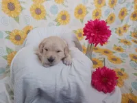 Emily , a female Golden Retriever for sale in Oakland, MD – Photo 6 of 10