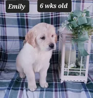 Emily , a female Golden Retriever for sale in Oakland, MD – Photo 2 of 10