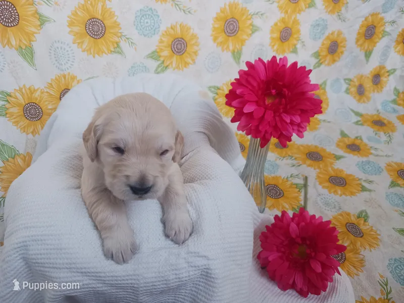 Emily  – Golden Retriever puppy for sale in Oakland, MD