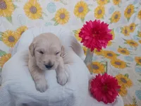 Emily , a female Golden Retriever for sale in Oakland, MD – Photo 1 of 10