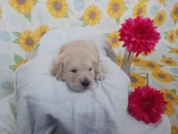 Emily , a female Golden Retriever for sale in Oakland, MD – Photo 5 of 10