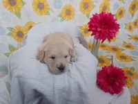 Emily , a female Golden Retriever for sale in Oakland, MD – Photo 4 of 10