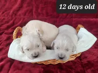 Emily , a female Golden Retriever for sale in Oakland, MD – Photo 8 of 10