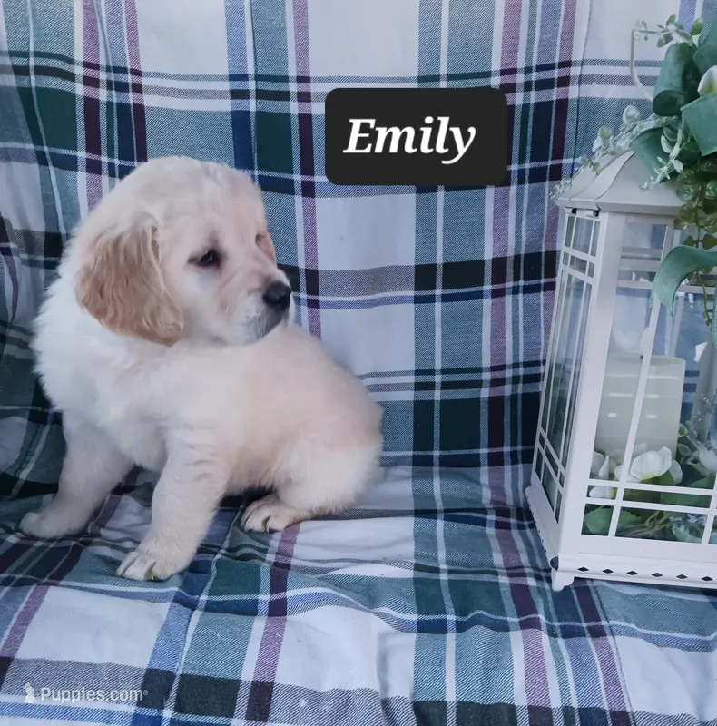 Emily  – Golden Retriever puppy for sale in Oakland, MD