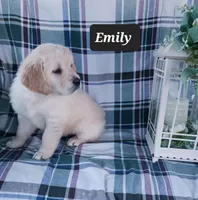 Emily , a female Golden Retriever for sale in Oakland, MD – Photo 1 of 10