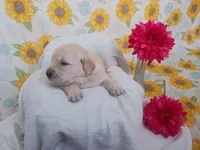 Emily , a female Golden Retriever for sale in Oakland, MD – Photo 2 of 10