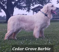 Girl #3, a female Golden Retriever for sale in Oakland, MD – 5 of 10