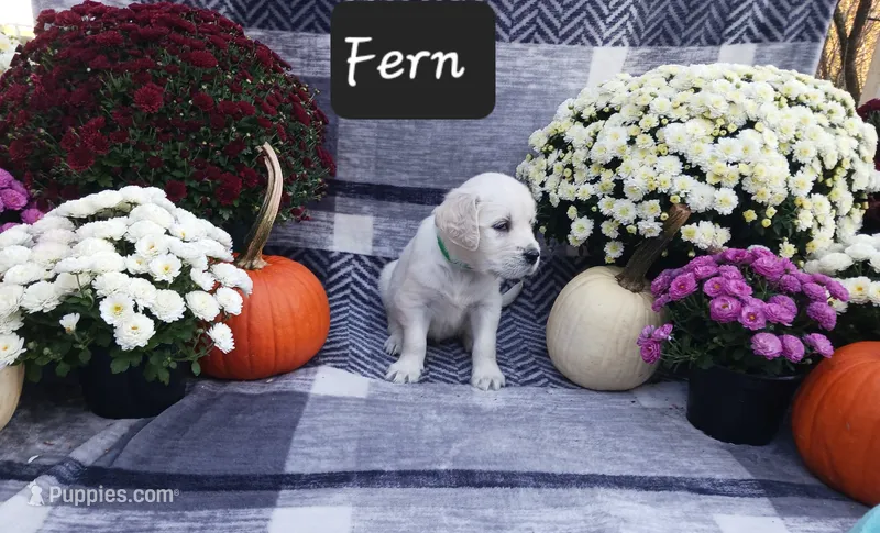 Fern  – Golden Retriever puppy for sale in Oakland, MD