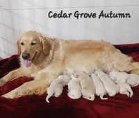 Boy#6, a male Golden Retriever for sale in Oakland, MD – 9 of 10