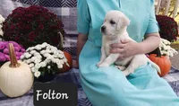 Folton , a male Golden Retriever for sale in Oakland, MD – 3 of 10