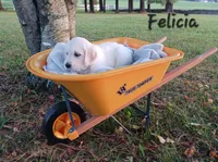 Felicia , a female Golden Retriever for sale in Oakland, MD – 4 of 10