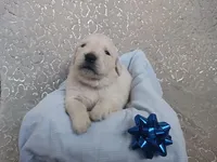 Easton , a male Golden Retriever for sale in Oakland, MD – Photo 4 of 10