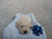 Easton , a male Golden Retriever for sale in Oakland, MD – Photo 6 of 10