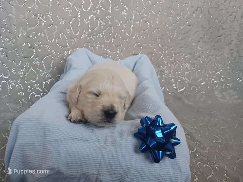 Easton  – Golden Retriever puppy for sale in Oakland, MD