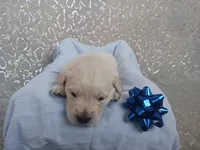 Easton , a male Golden Retriever for sale in Oakland, MD – Photo 3 of 10