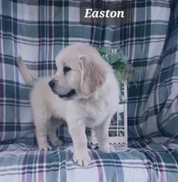 Easton , a male Golden Retriever for sale in Oakland, MD – Photo 3 of 10