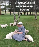 Easton , a male Golden Retriever for sale in Oakland, MD – Photo 4 of 10