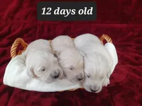 Easton , a male Golden Retriever for sale in Oakland, MD – Photo 8 of 10