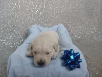 Easton , a male Golden Retriever for sale in Oakland, MD – Photo 5 of 10