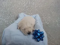 Easton , a male Golden Retriever for sale in Oakland, MD – Photo 2 of 10