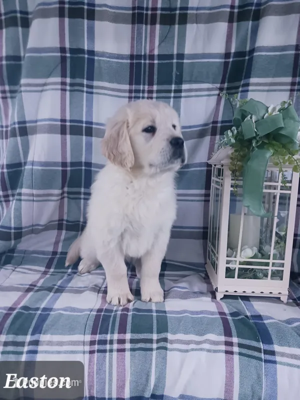 Easton  – Golden Retriever puppy for sale in Oakland, MD