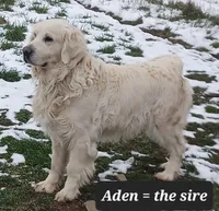 Easton , a male Golden Retriever for sale in Oakland, MD – Photo 10 of 10