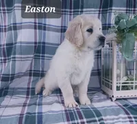 Easton , a male Golden Retriever for sale in Oakland, MD – Photo 2 of 10