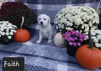 Faith , a female Golden Retriever for sale in Oakland, MD – 3 of 10