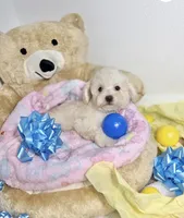 Luke , a male Poodle - Toy  for sale in Tomball, TX – 2 of 3