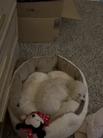 Luke , a male Poodle - Toy  for sale in Tomball, TX – 3 of 3