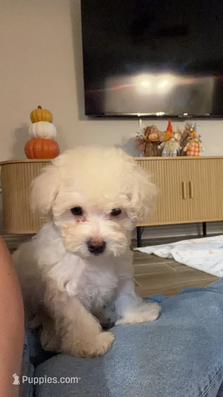 Luke  – Poodle - Toy  puppy for sale in Tomball, TX