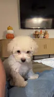 Luke , a male Poodle - Toy  for sale in Tomball, TX – 1 of 3