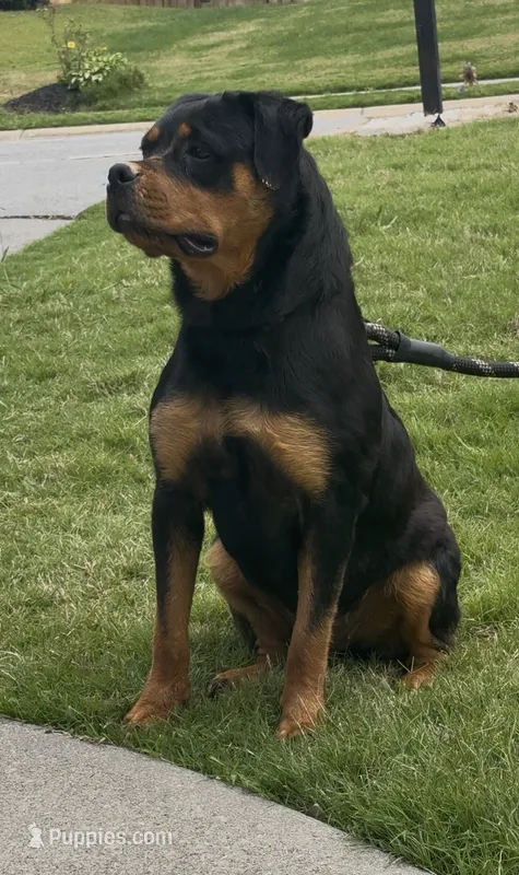 Jade – Rottweiler puppy for sale in Acworth, GA