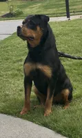 Jade, a female Rottweiler for sale in Acworth, GA – 1 of 3