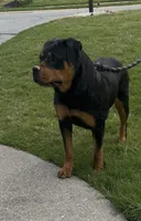Jade, a female Rottweiler for sale in Acworth, GA – 3 of 3