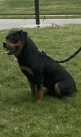 Jade, a female Rottweiler for sale in Acworth, GA – 2 of 3
