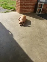 George, a male Chihuahua for sale in Spartanburg, SC – 5 of 5