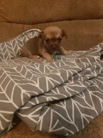 Mona, a female Chihuahua for sale in Spartanburg, SC – 4 of 5