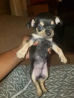 Bruno, a male Chihuahua for sale in Spartanburg, SC – 6 of 6
