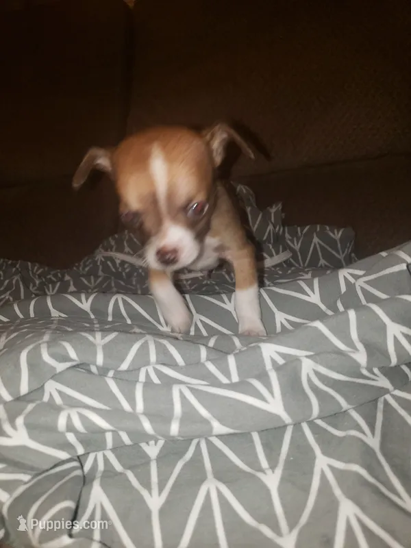 Bones – Chihuahua puppy for sale in Spartanburg, SC