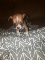 Bones, a male Chihuahua for sale in Spartanburg, SC – 1 of 3