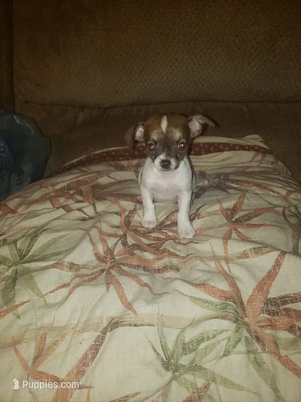 Millie – Chihuahua puppy for sale in Spartanburg, SC
