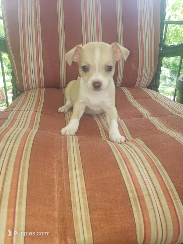 Mocha – Chihuahua puppy for sale in Spartanburg, SC